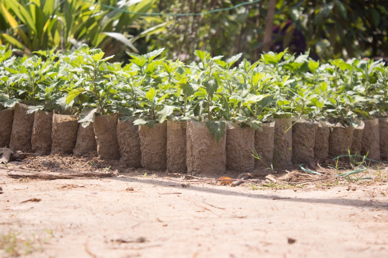 pepiniere-LE CANNET DES MAURES-min_tree-tree-plant-plant-seeding-nursery-greenhouse-1622765-pxhere.com